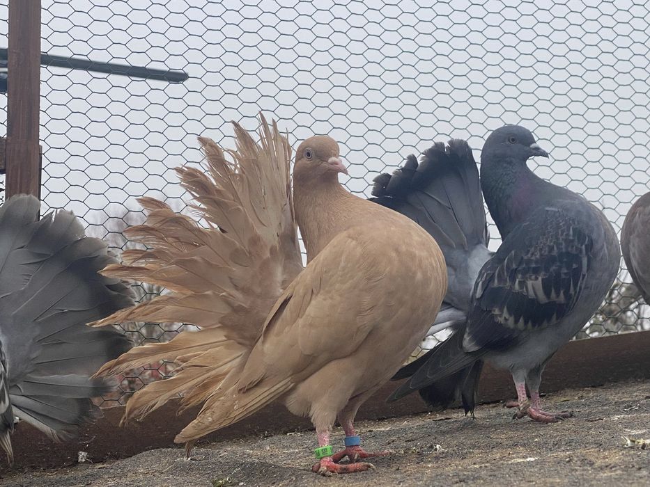 Gołębie pawiki dwie pary - cena za całość