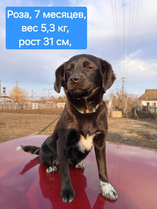 Ищем любящую семью для Розы , 7 месяцев, вес 5,3 кг,