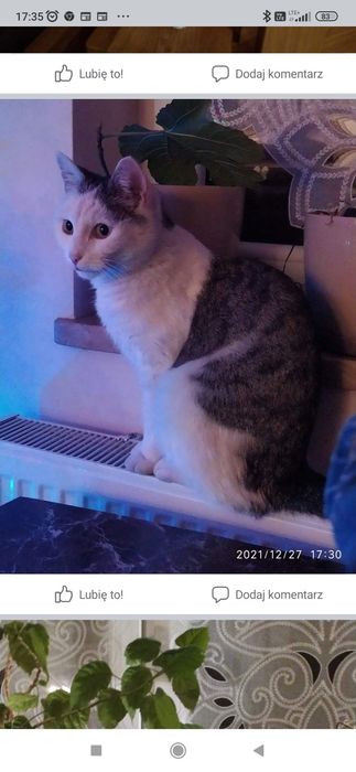 Poszukiwany  kot Maniek