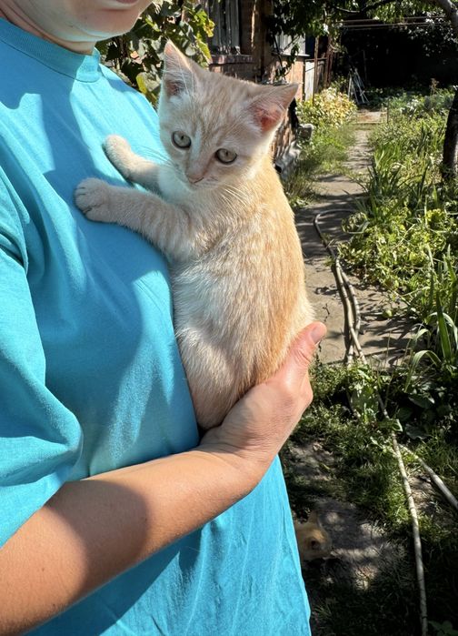 Кошеня шукає родину