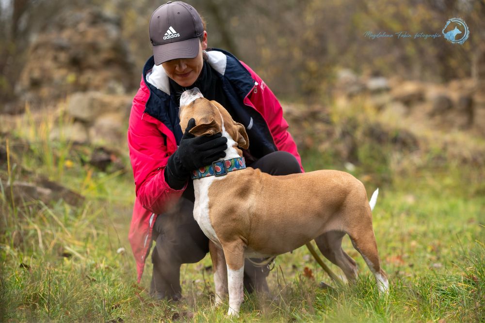 Amstaff dla miłośników rasy. Mądra, ułożona i wysportowana suczka.