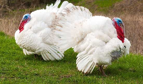 Инкубационное яйцо индюка Хайбрид конвертер (Венгрия)