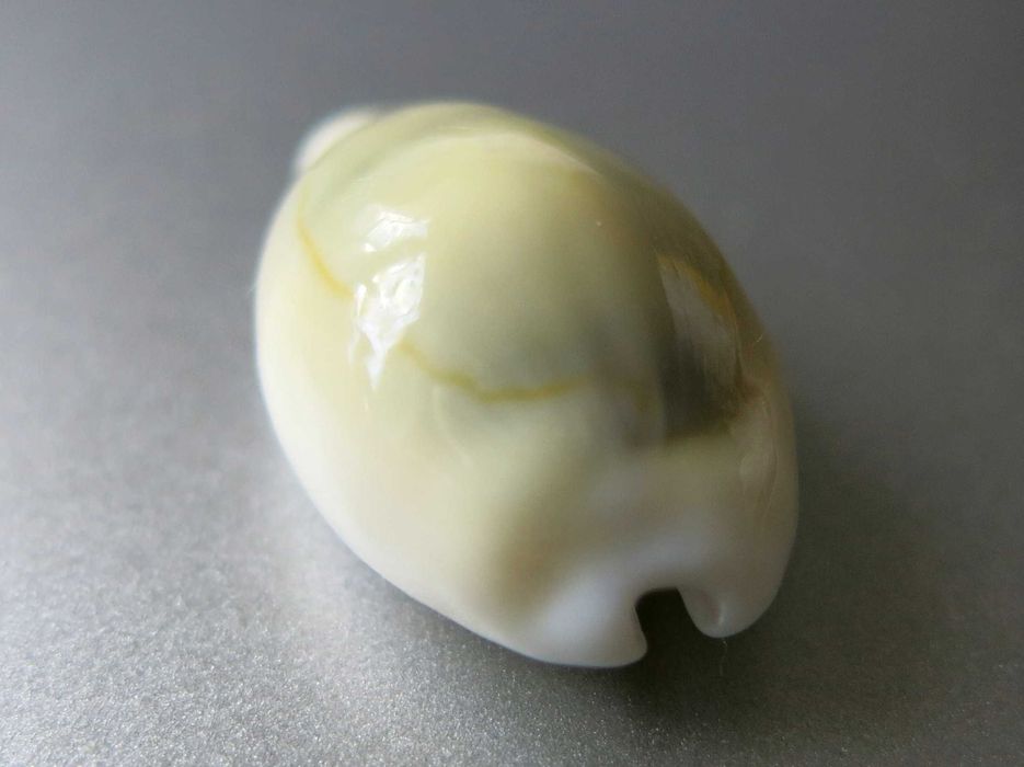 Muszla morska, porcelanka - Monetaria (Cypraea) moneta icterina / 22mm