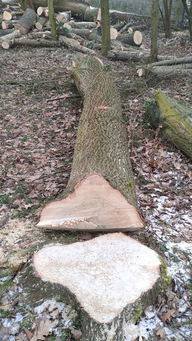 Drzewa świerzo ścięte, Dąb, Jesion, Wierzba