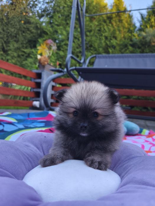 Szpic miniaturowy - pomeranian - piękna suczka