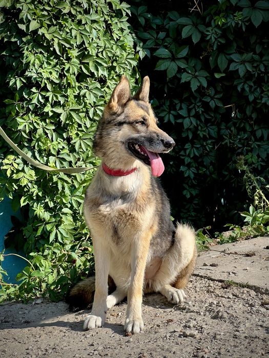 Лали ищет семью