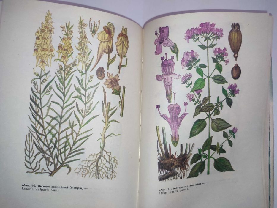 Жива аптека Кархут Лікарські рослини