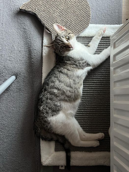 Mikuś szuka domu na zawsze