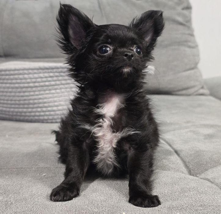 Chihuahua długowłosy piesek