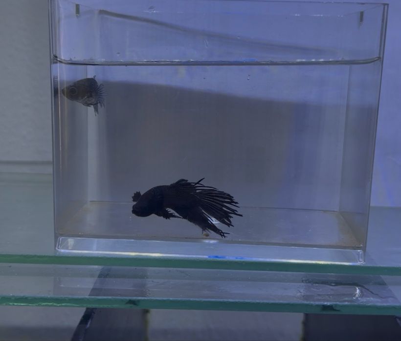 Lote de 12 Bettas