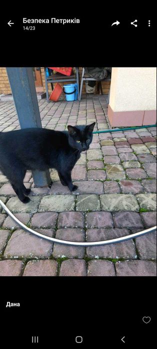 Загубився кіт. Місто Тернопіль, район Дружба та село Петриків