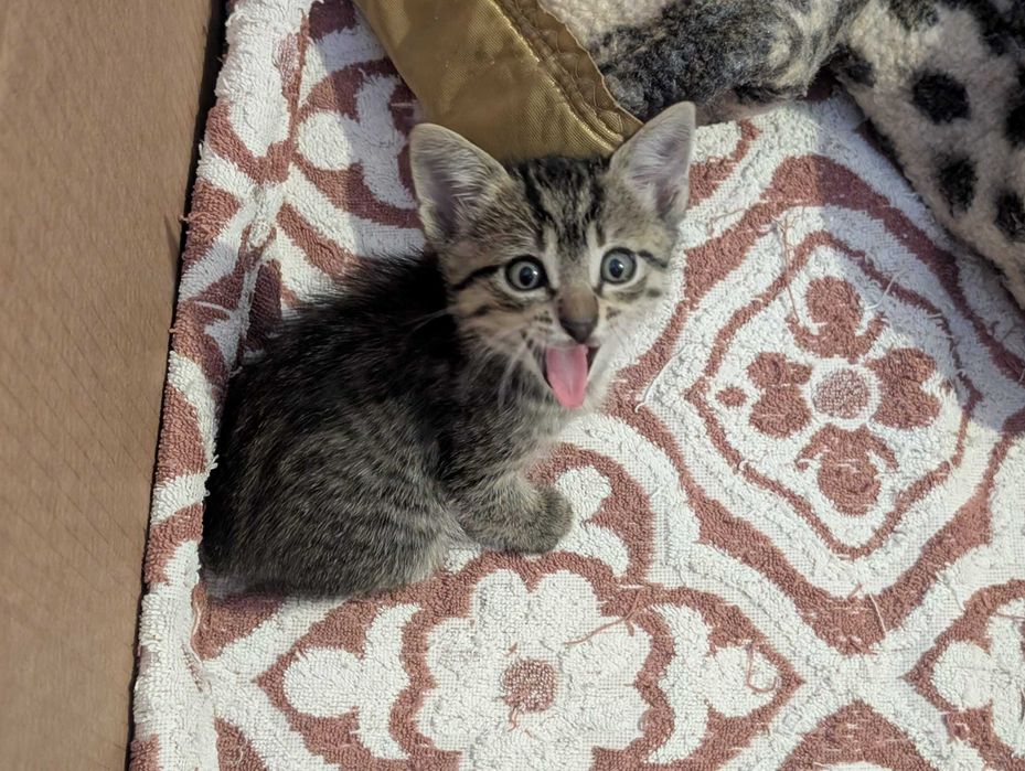 gatinho meigo em adoçao responsável