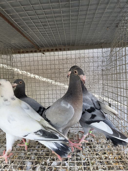 Sprzedam gołębie rzeszowskie