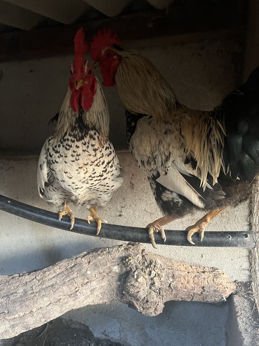 Par de galos/ granizos wyandotte