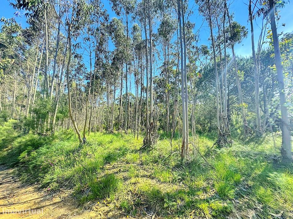 Terreno Rustico com Árvores!