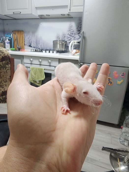Пацюк Рекс декоративний