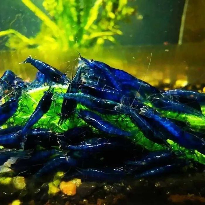 Креветки Синяя Мечта