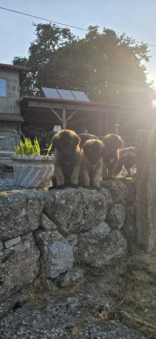 Cão Serra da Estrela c/ LOP