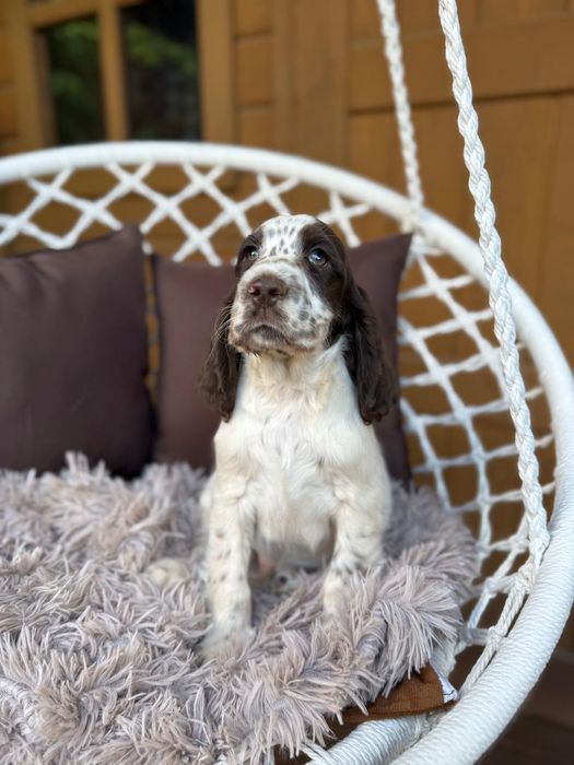 Cocker spaniel angielski Piesek Piesek