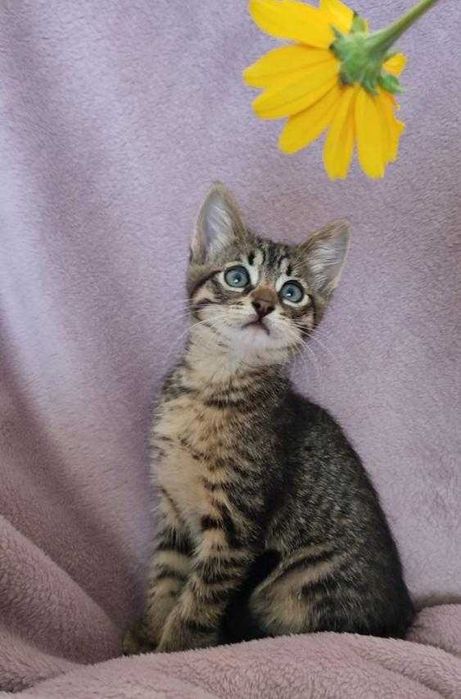 Миле кошенятко в добрі руки