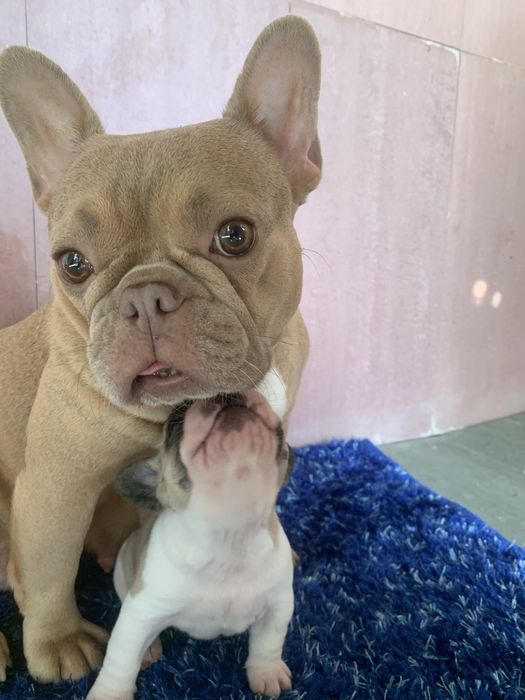 Bulldog frances fawn pied