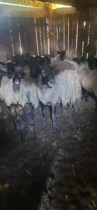 Вівці. Романівської породи. Продається баран.