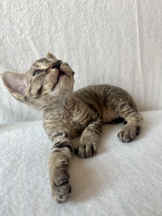 Котик Девон рекс/Devon Rex