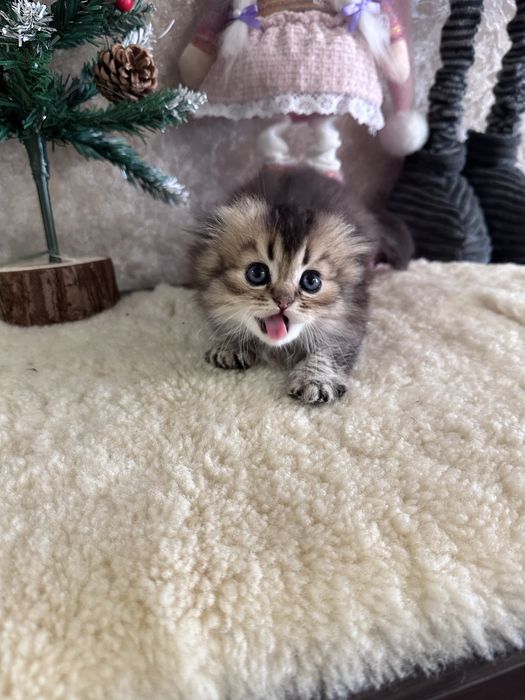 Шотландські кошенята