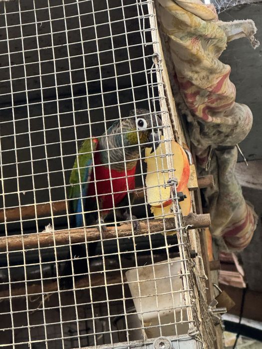 Pyrrhuras perlata “ Macho “!!