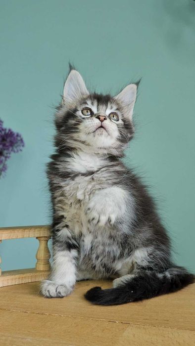 Мейн-кун дівчинка Вероніка