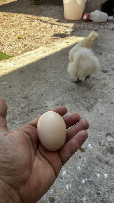 Ovos de sedosa do japao galado