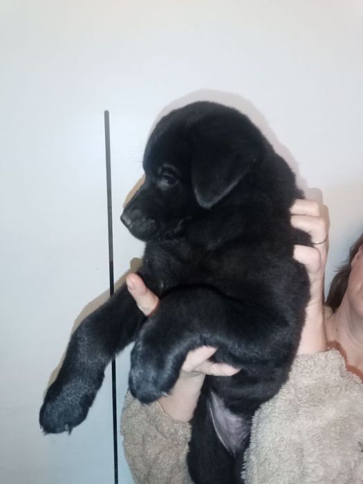 Дівчинка,21,10.25р.н лабрадоренята мама третє фото