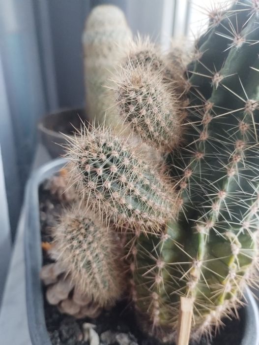 Oddam małe kaktusy sadzonki