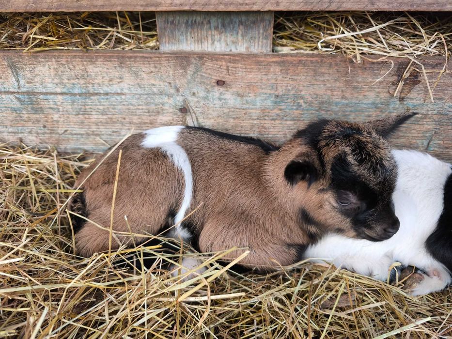 Cabras micro anãs de estimação