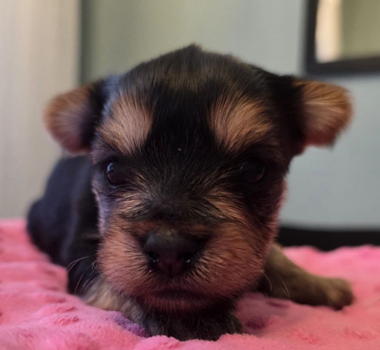 Yorkshire terrier suczka