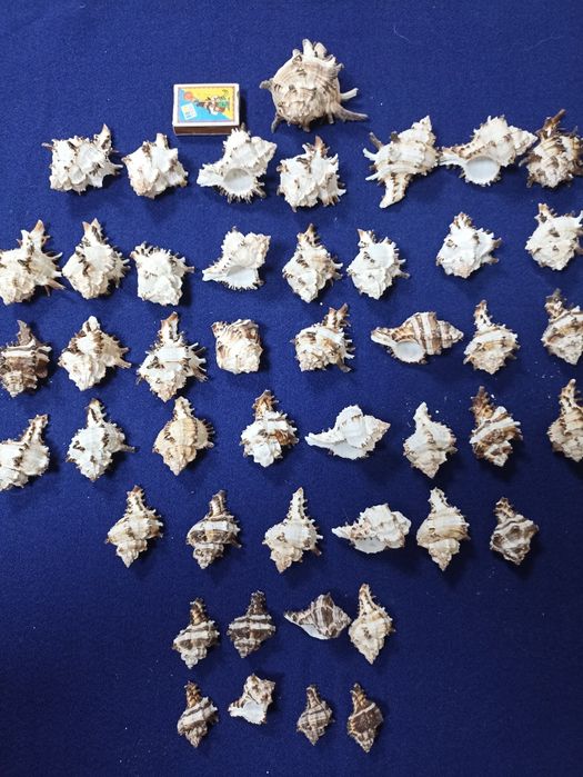 Ракушки морские и океанические