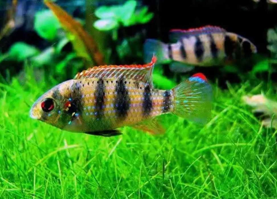Barwniak Thomasa - Anomalochromis thomasi - dowozimy, wysyłamy