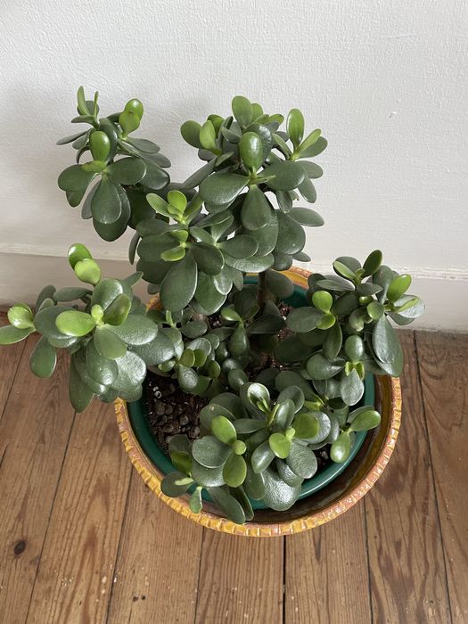 Planta natural com vaso