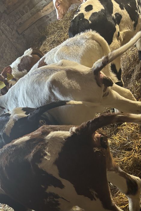 Sprzedam byki przewaga simental