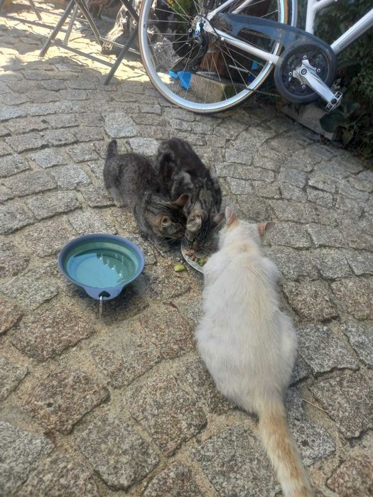 BabySitting de animais e passeios