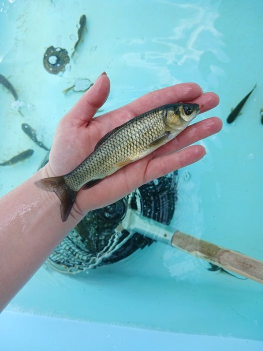 Amur narybek 15-20cm, Karp, Lin, Karp koi, Jesiotr