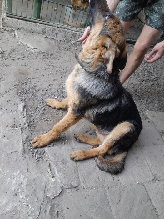 Німецька вівчарка