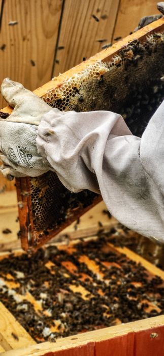 Натуральний гірський мед