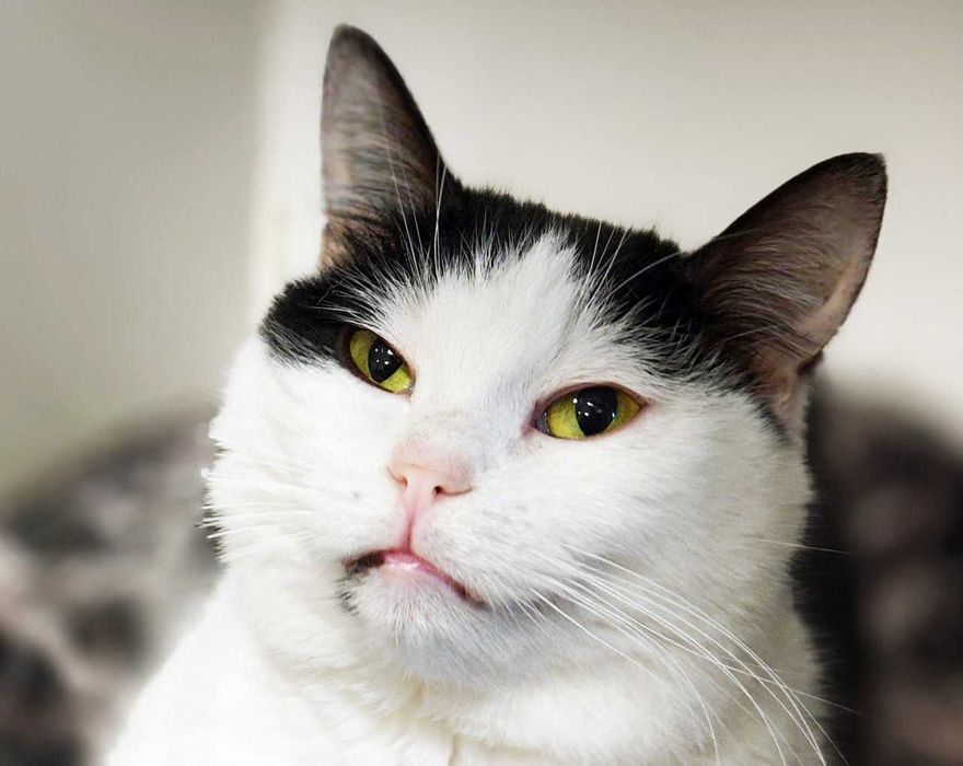 Вишукана кото-дівчинка Арома, 1.5 року шукає свою сім’ю. Коти, киці