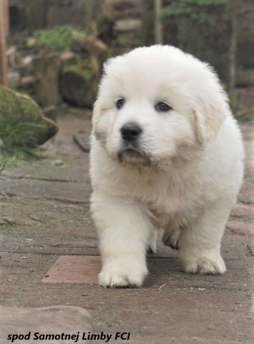 Polski Owczarek Podhalański  FCI, ZKwP - szczeniak