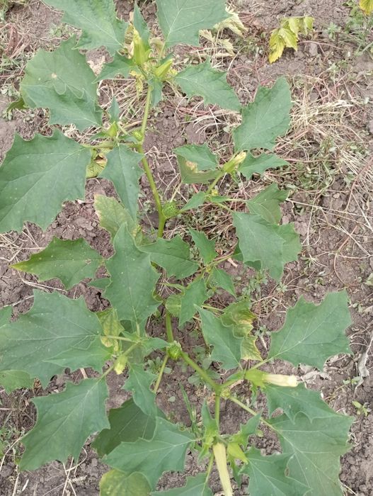 Дурман, насіння продам