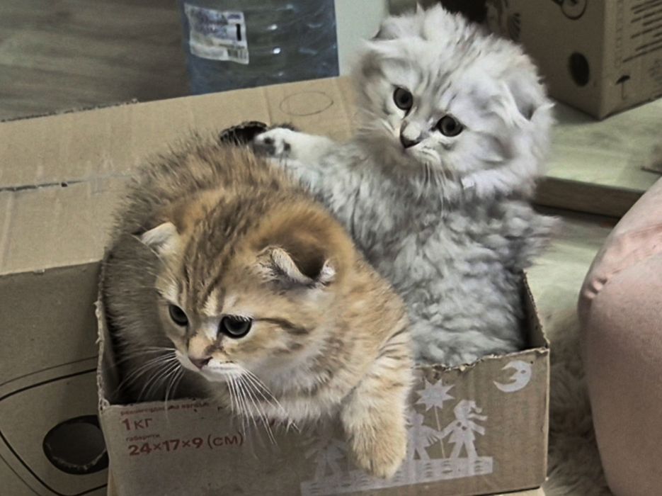 Вислоухая, вислоухий,  шотландцы, котёнок, кошечка