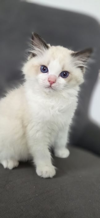 Kotek RAGDOLL kocurek seal  Bicolour