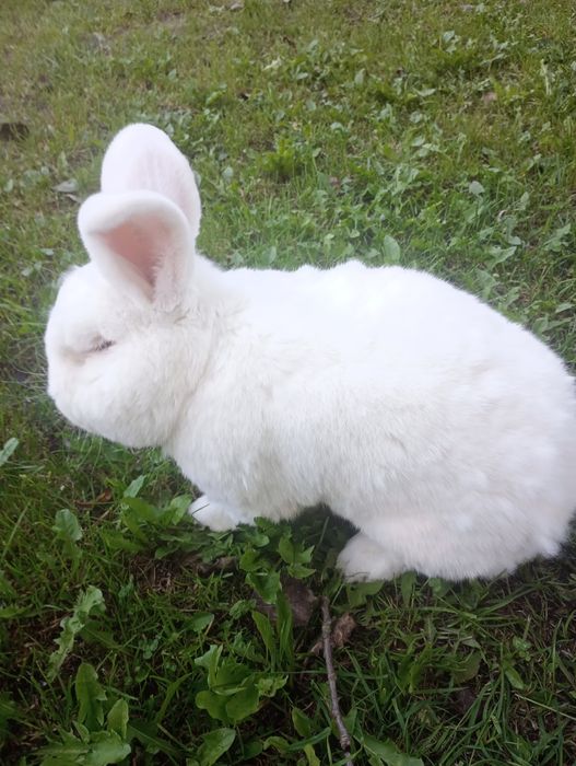 Nowozelandzkie Białe