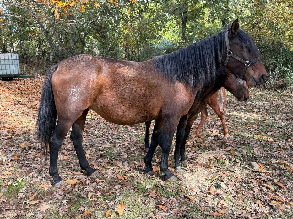 Égua Lusitana PSL